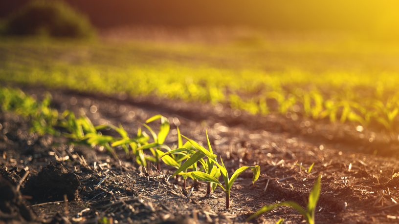 Descubra com João Eustáquio De Almeida Junior como a agricultura movimenta e sustenta toda a economia.